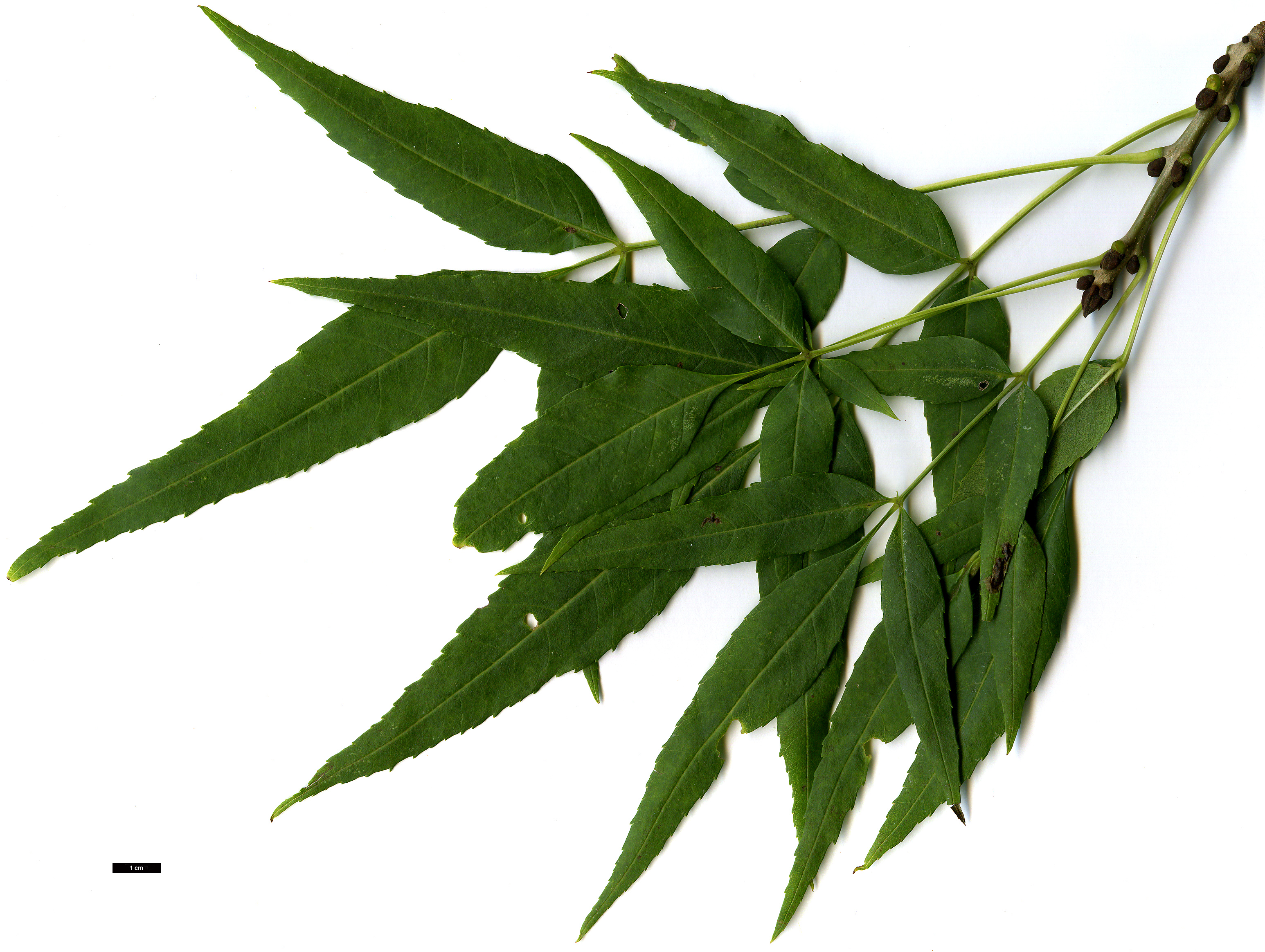High resolution image: Family: Oleaceae - Genus: Fraxinus - Taxon: angustifolia - SpeciesSub: subsp. syriaca